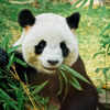 There are several reasons why people choose to buy panda items: