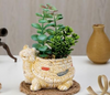 Artificial Ceramic Tortoise Design Flower Plants-Add Charm to Your Home,Office Decor, Elegant Shelf